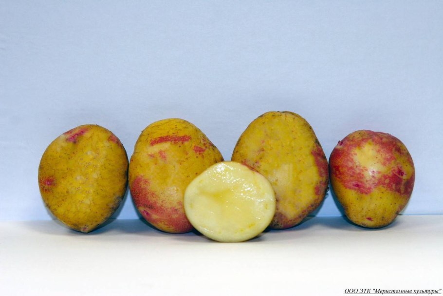 Картофель Аврора