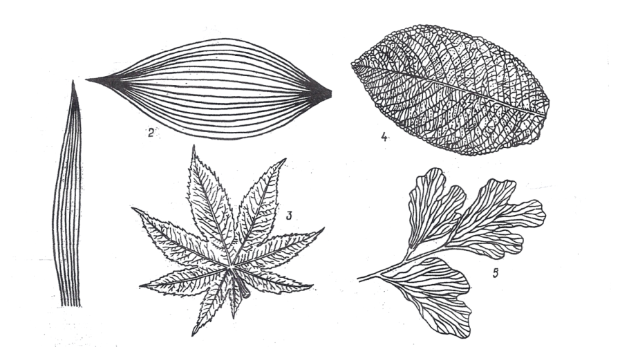 Morphology of Leaf