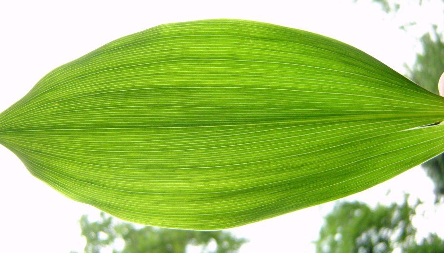 Крючки Gamakatsu Hook LS-2210s