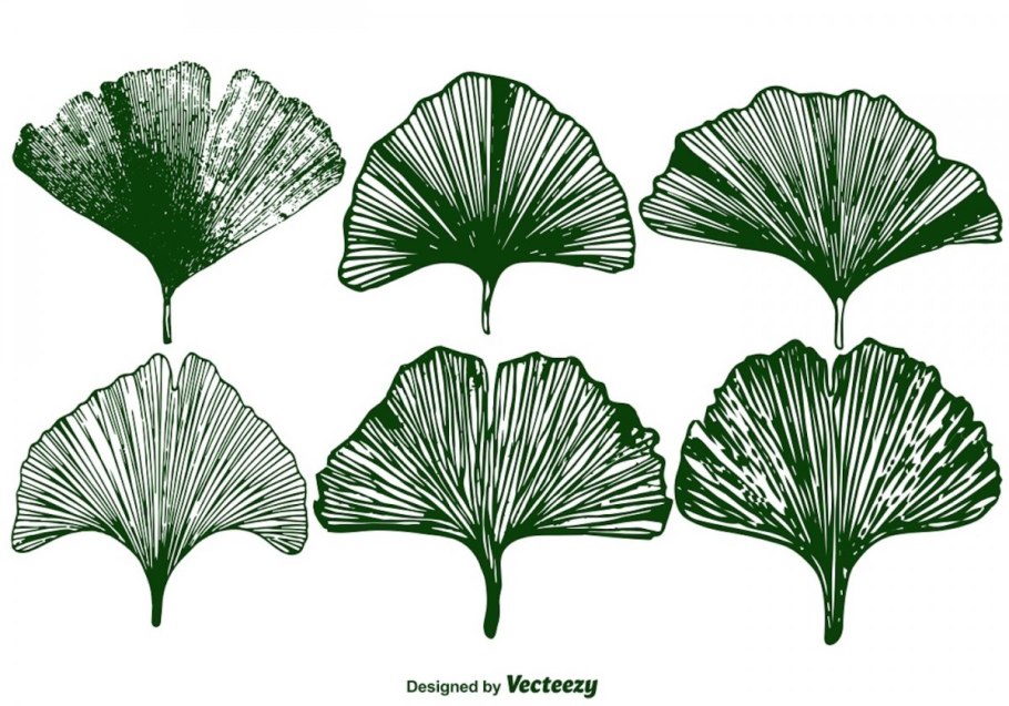 Гинкго паттерн