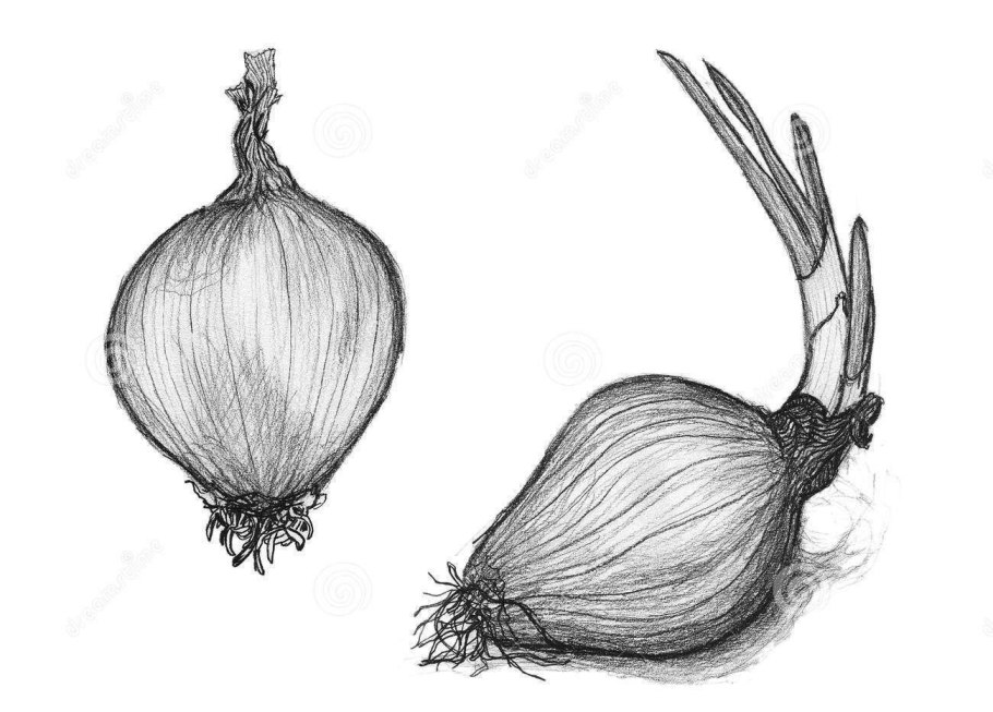 Лук рисунки