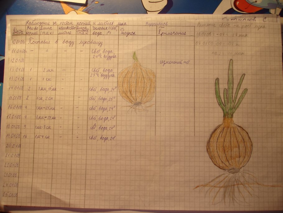 Наблюдение за луком 5 класс биология таблица