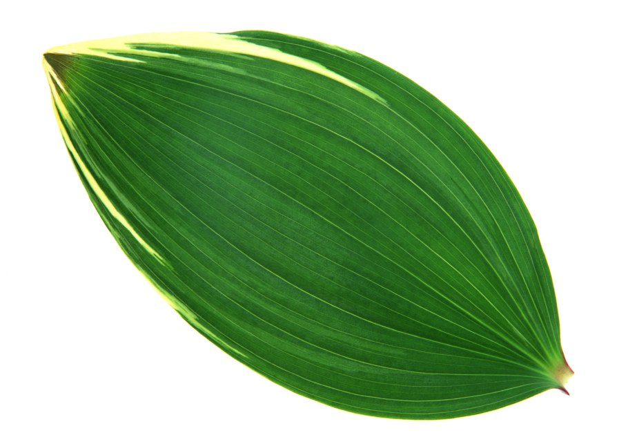 Лист ландыша