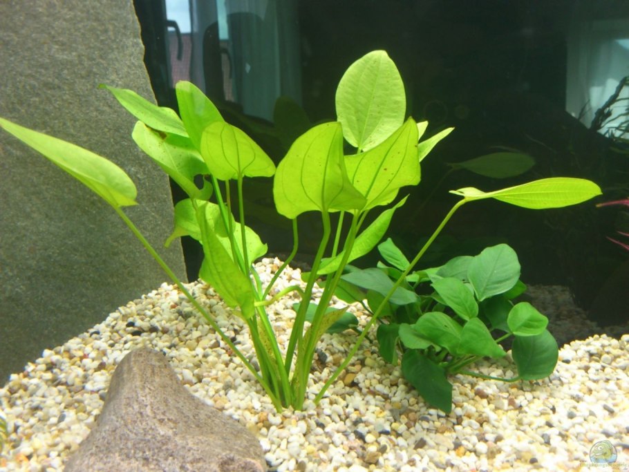 Анубиас длиннолистная