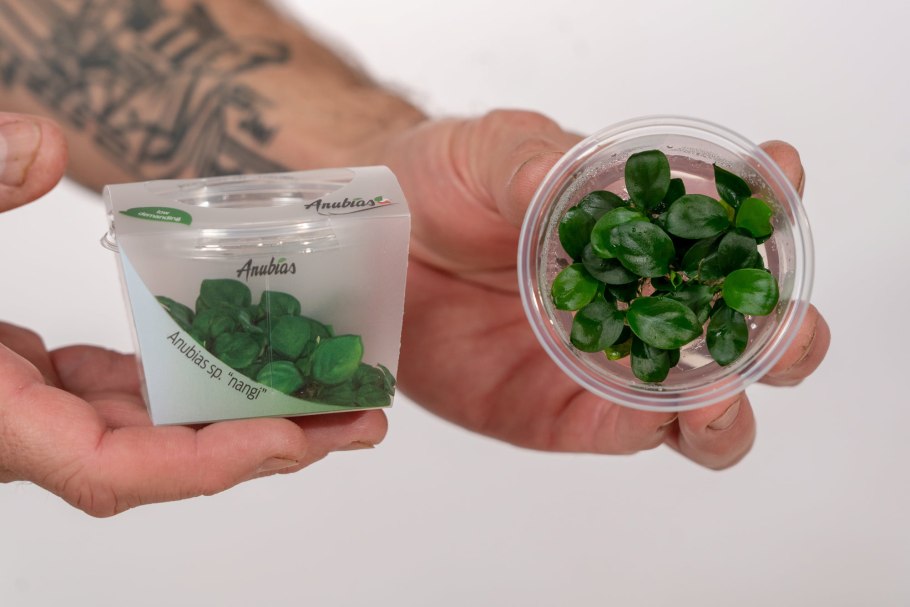 Анубиас волнистый