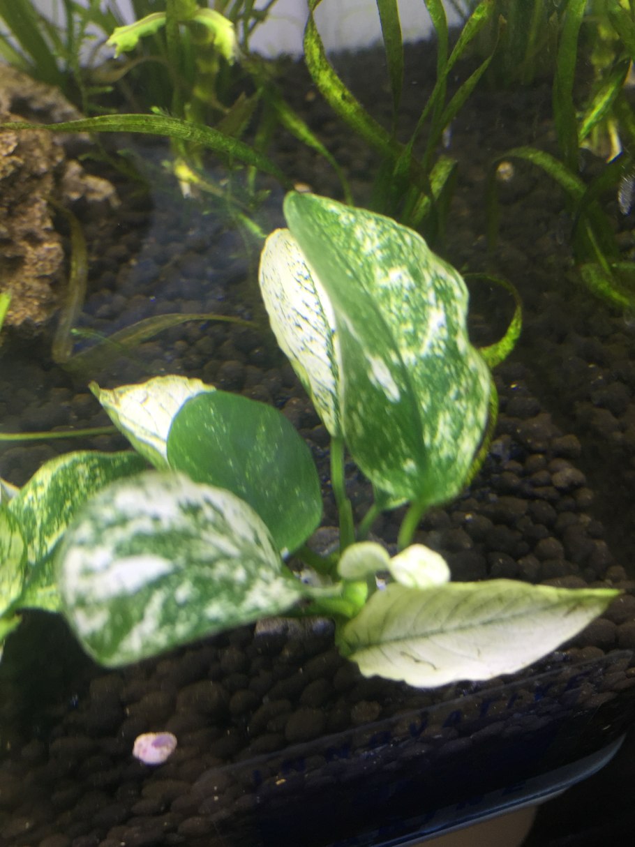 Анубиас аквариумное