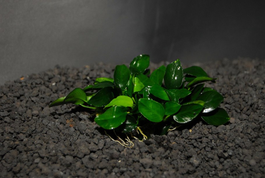 Анубиас Хастифолия (копьевидный)