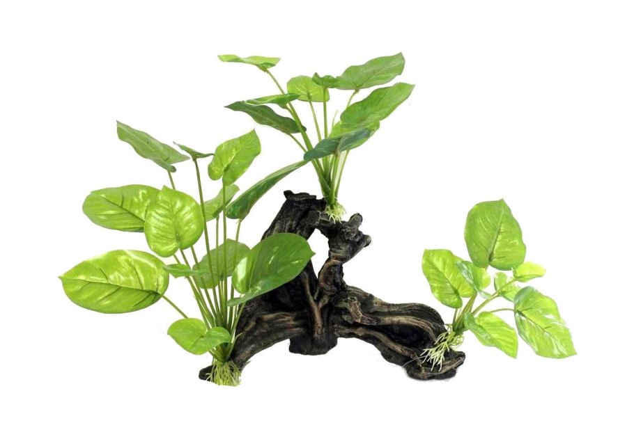 Анубиас Хастифолия