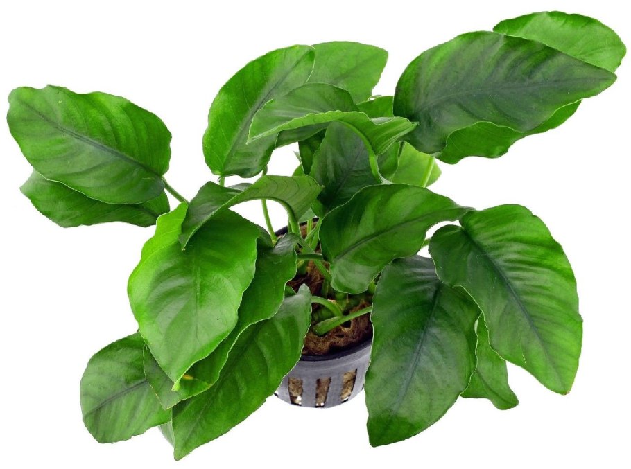 Анубиас Ангустифолия