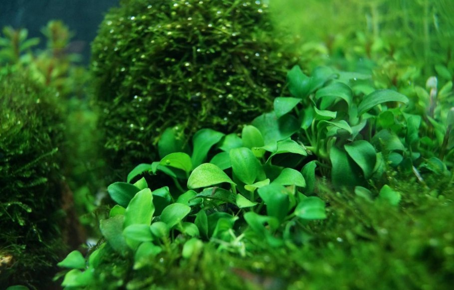 Анубиас гигантский Anubias gigantea