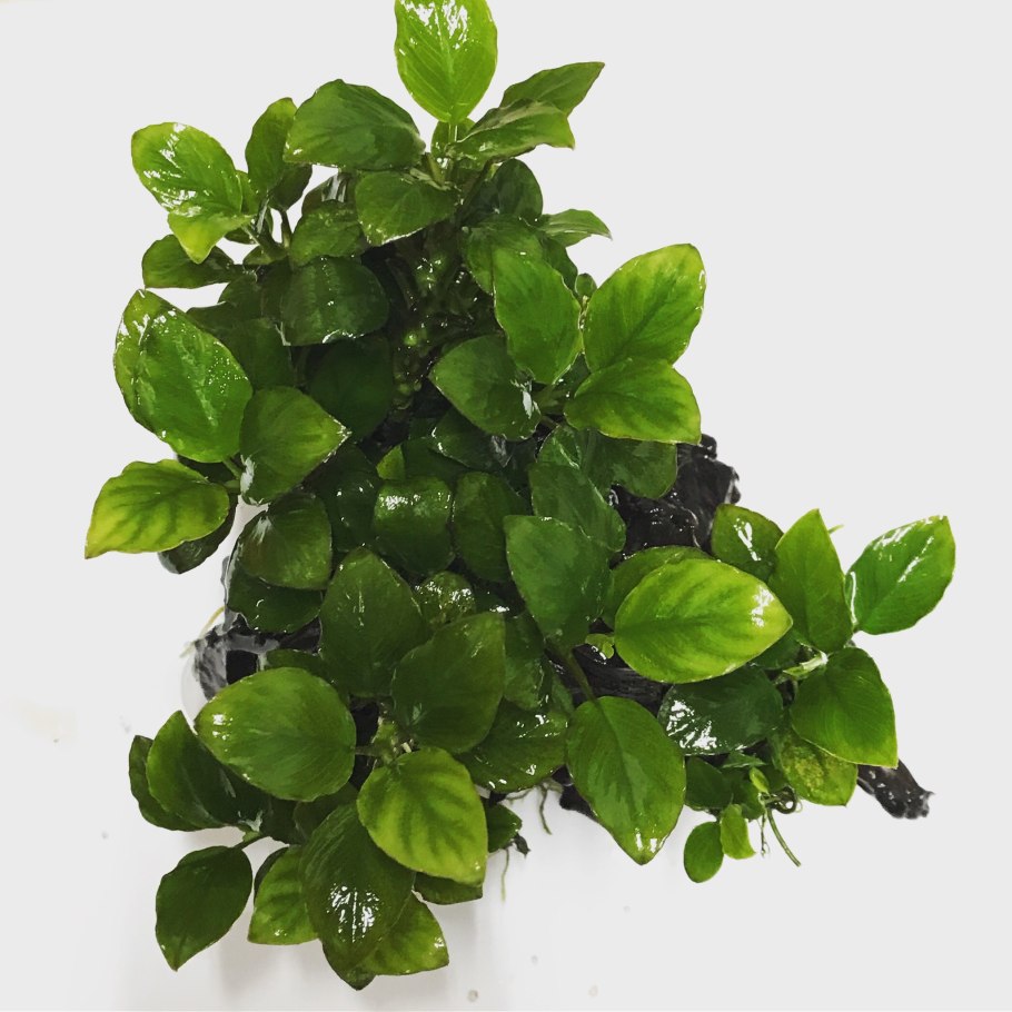 Анубиас Нана круглолистный