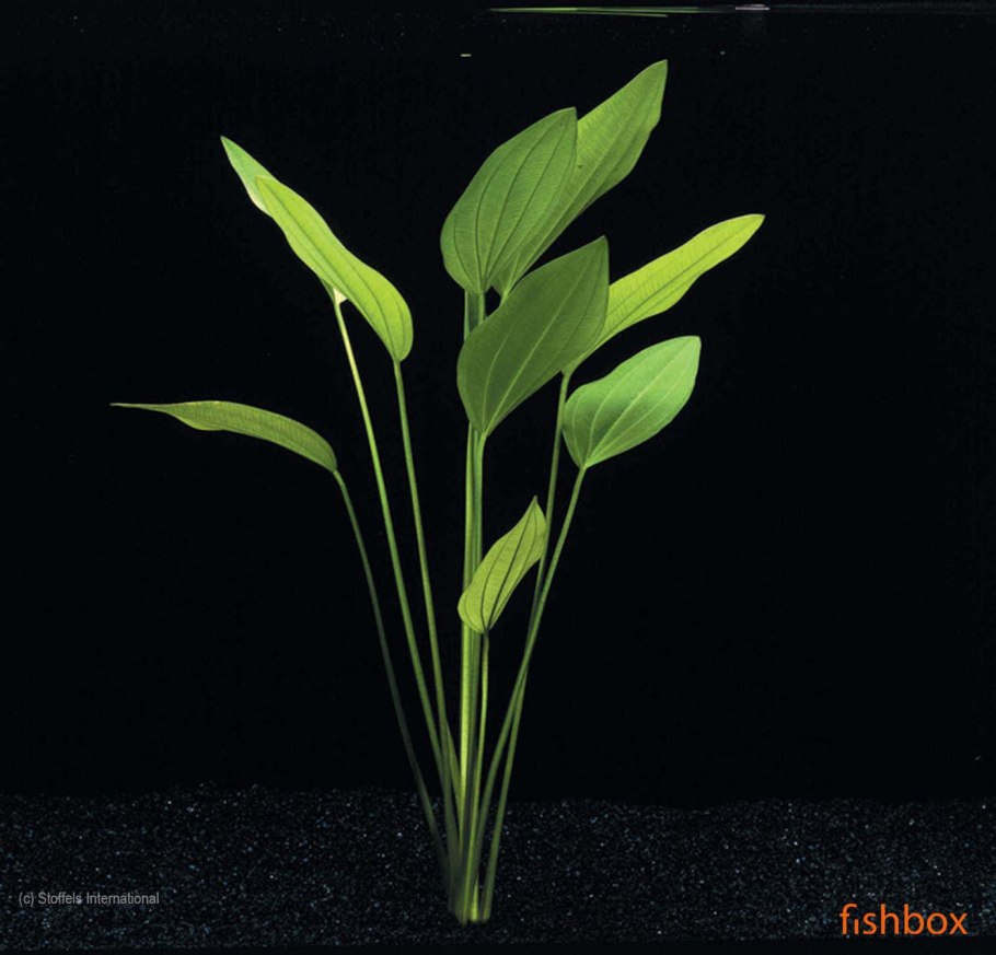 Анубиас бартера Нана