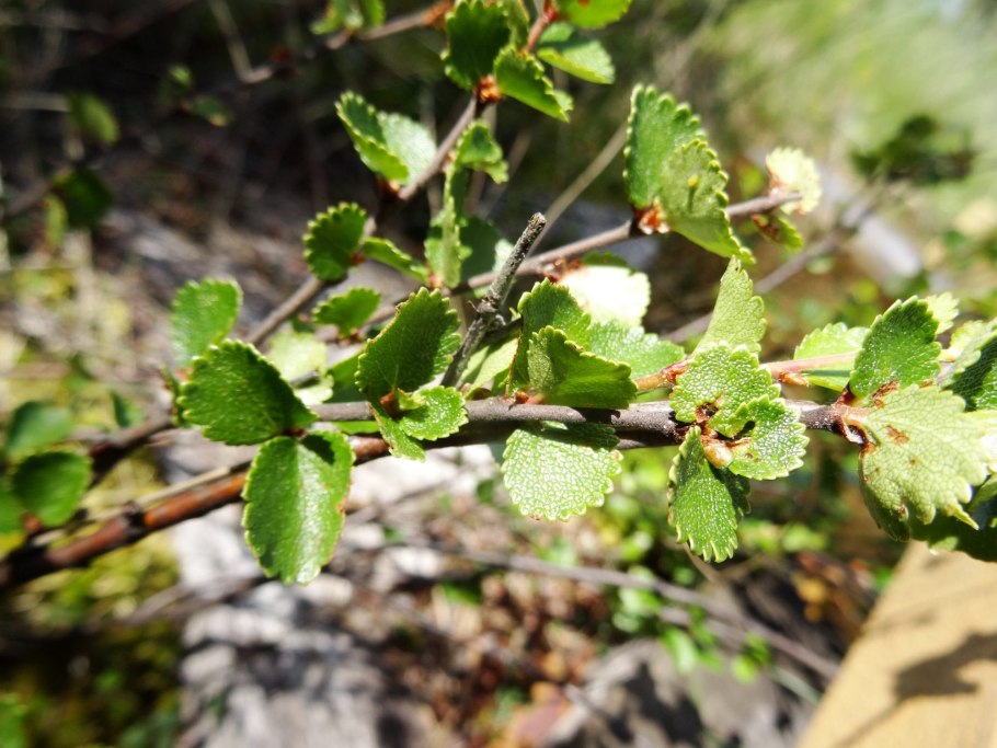Береза приземистая Betula humilis