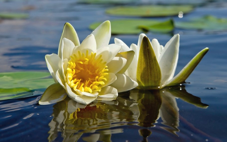 Лотос гигантский Виктория Амазонская