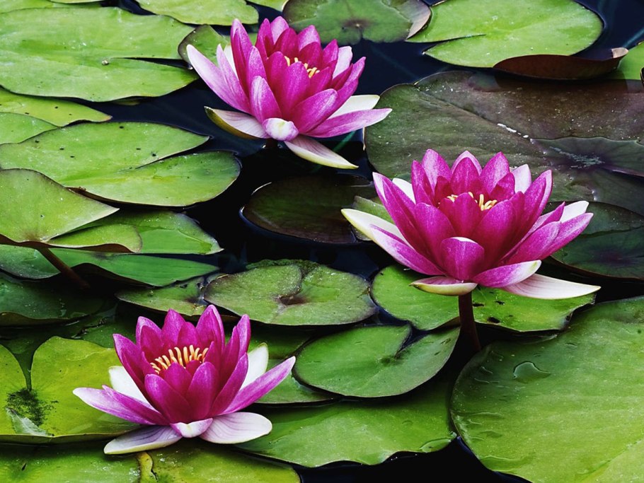 Водокрас, Лотос водные растения