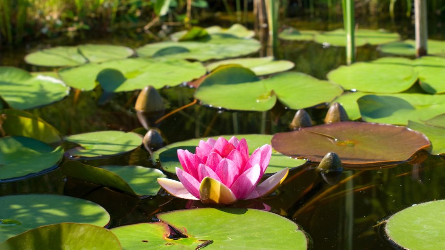 Кувшинка нимфея