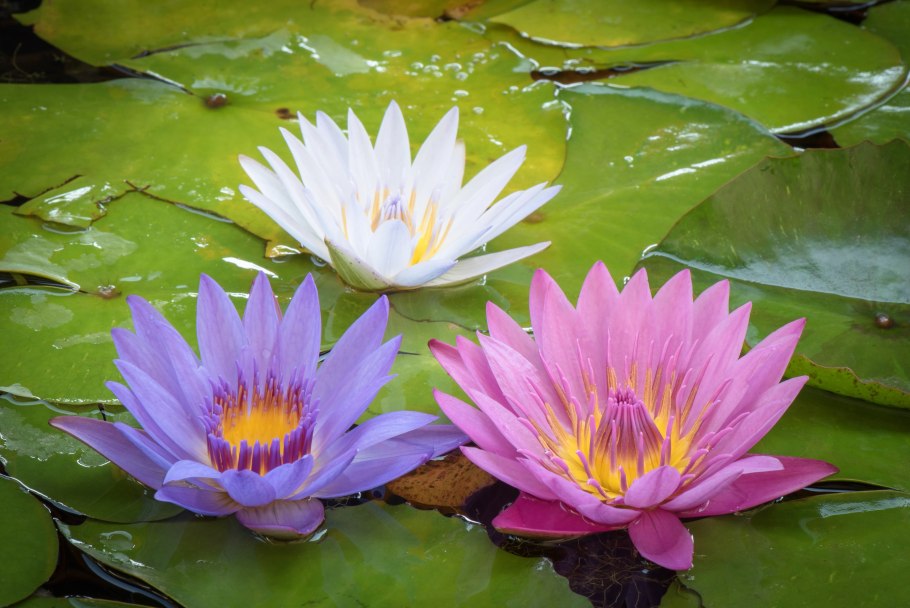 Кувшинка Болотная