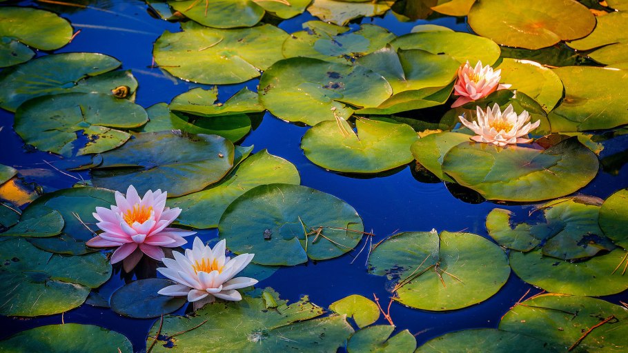 Лотус растение кувшинка