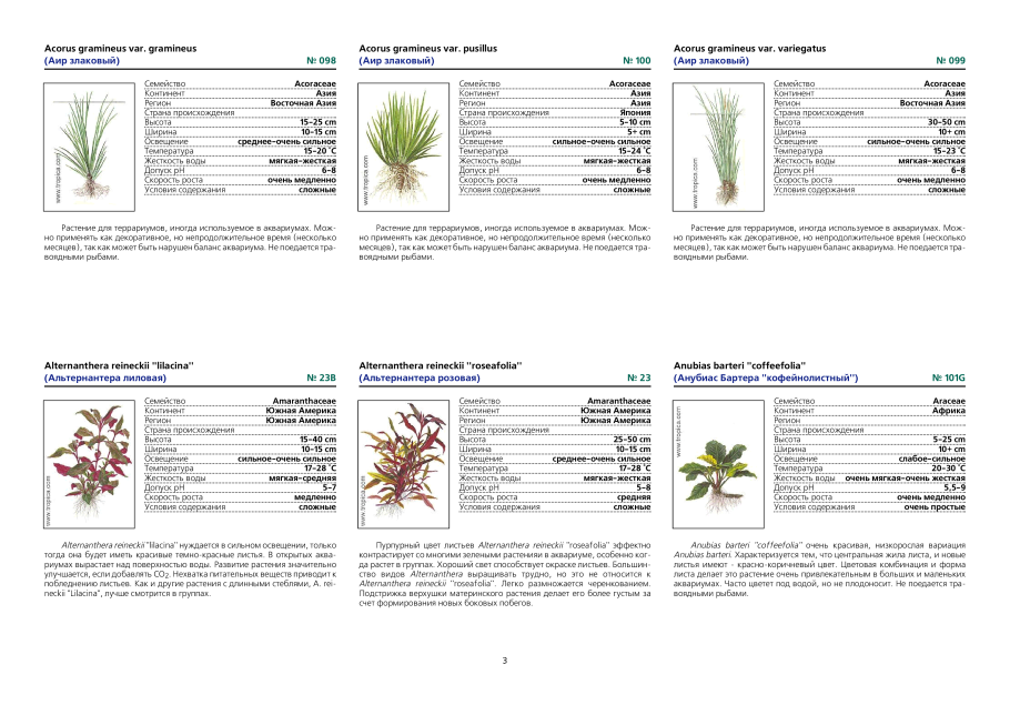 Соотнесите способ размножения и растение