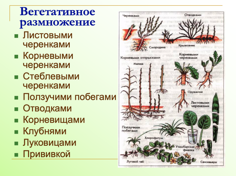 Способы вегетативного размножения у высших растений