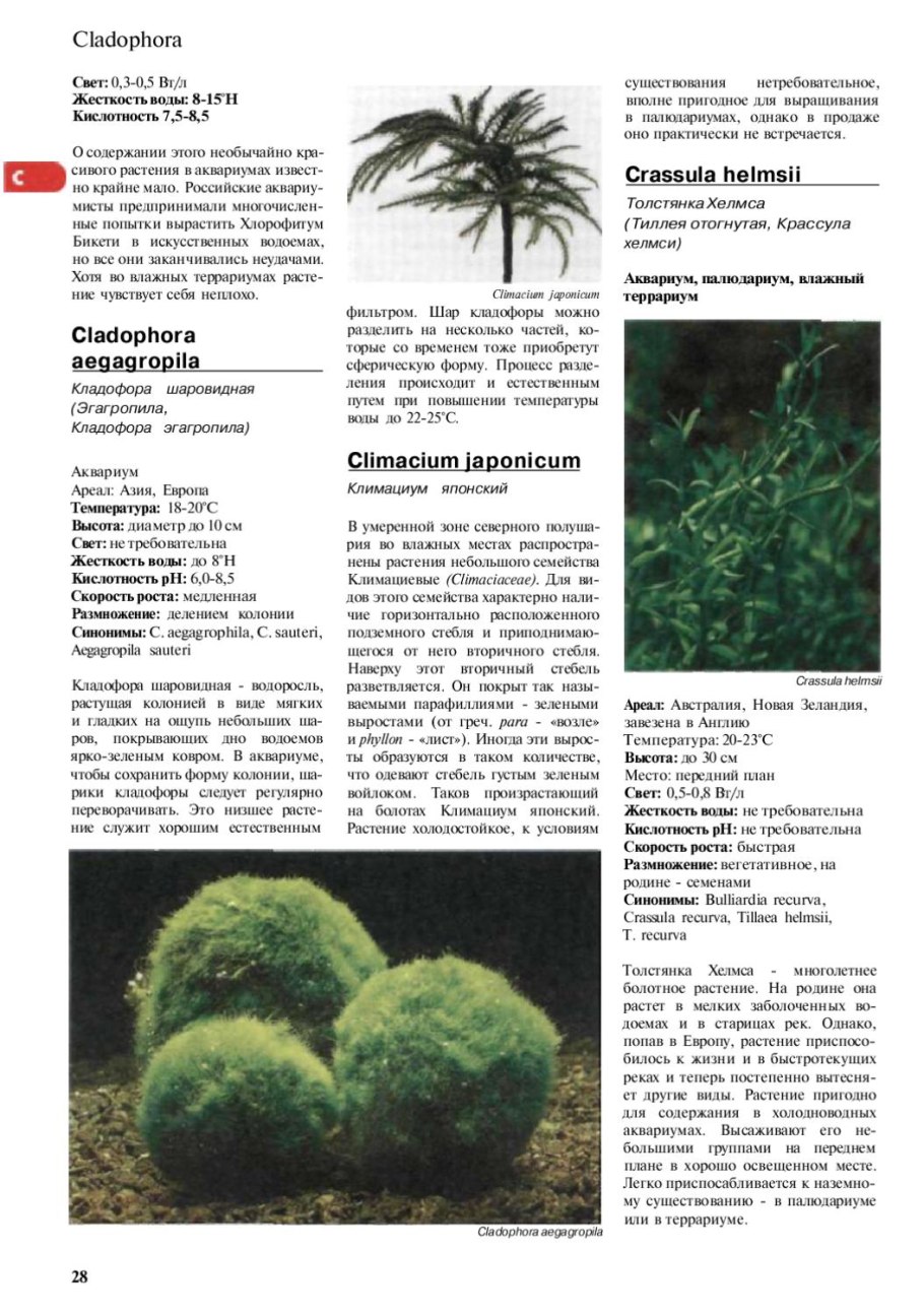 Бесполое размножение растений таблица