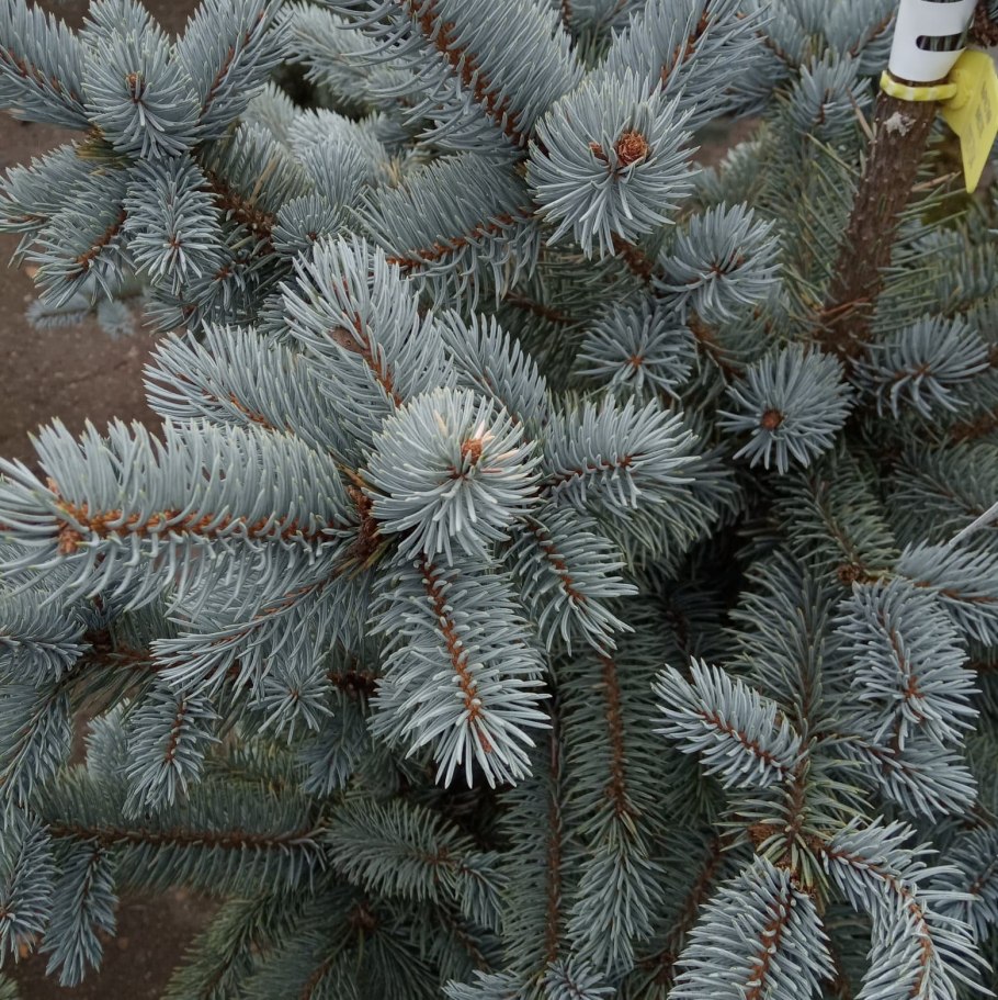 Ель колючая костер Koster