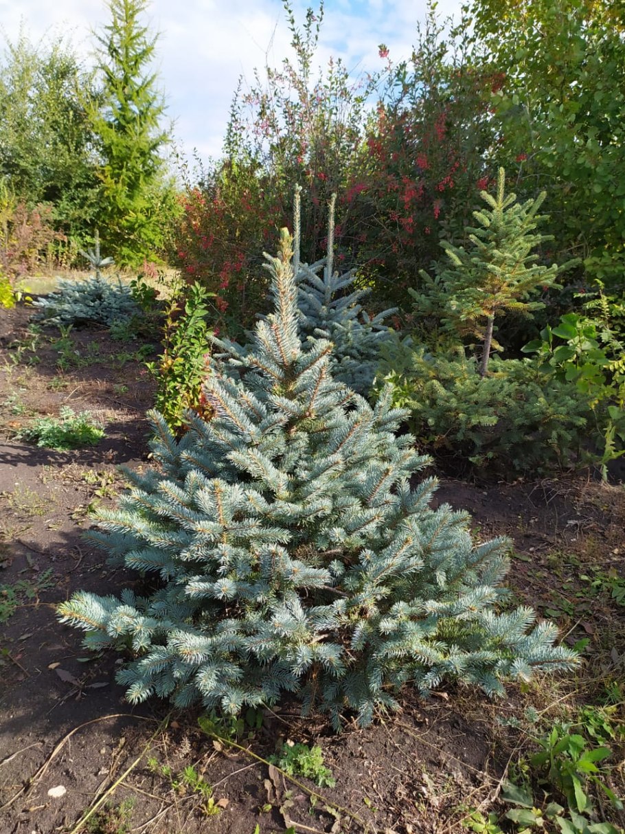 Голубой кедр фото