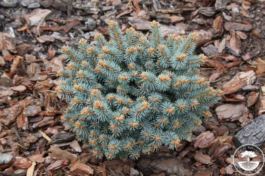Ель колючая (Picea pungens) Блю Даймонд