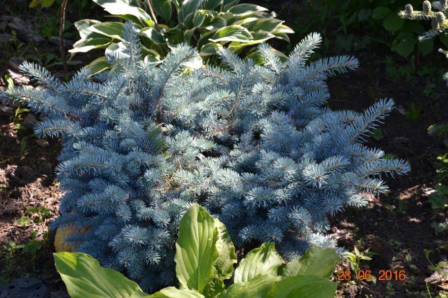 Picea pungens Montgomery