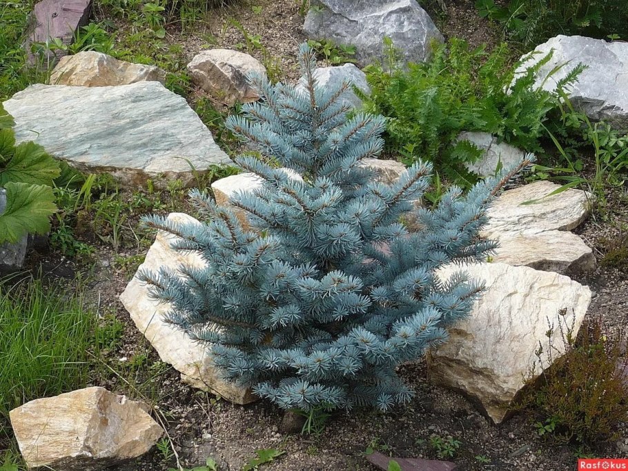 Ель колючая glauca compacta