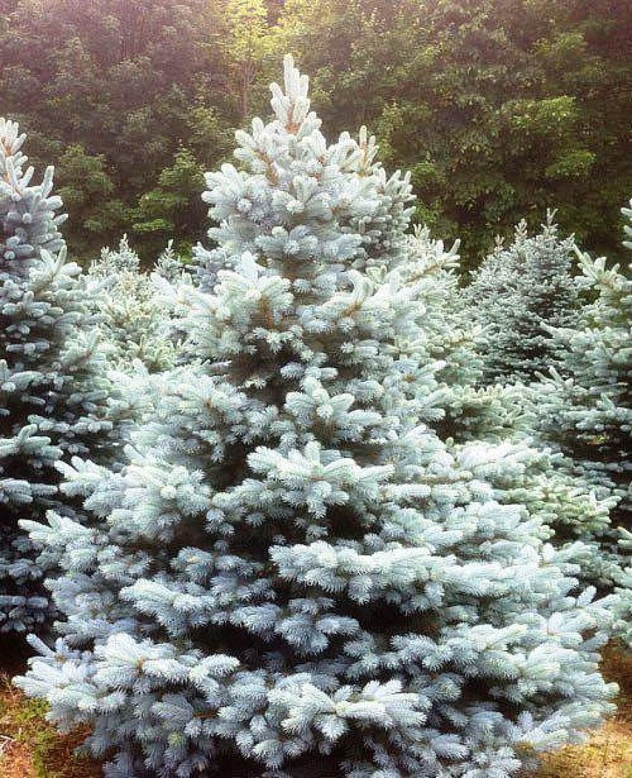 Ель колючая Беби Блю айс