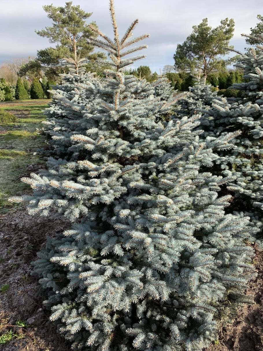 Ель pungens glauca