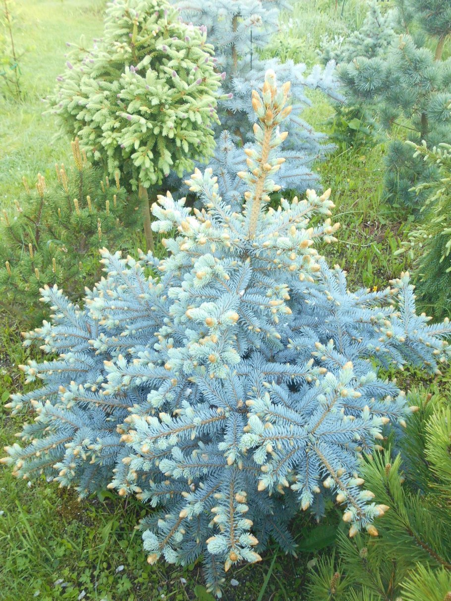Picea pungens шишки