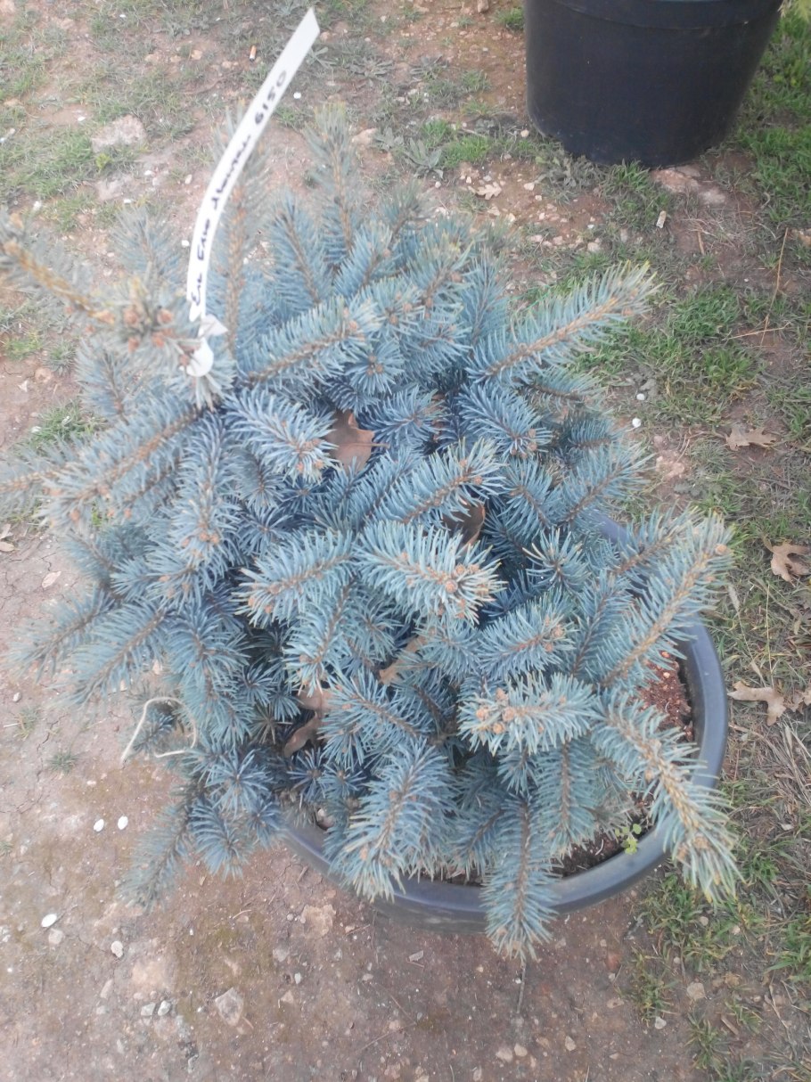 Ель голубая Блю диамонд