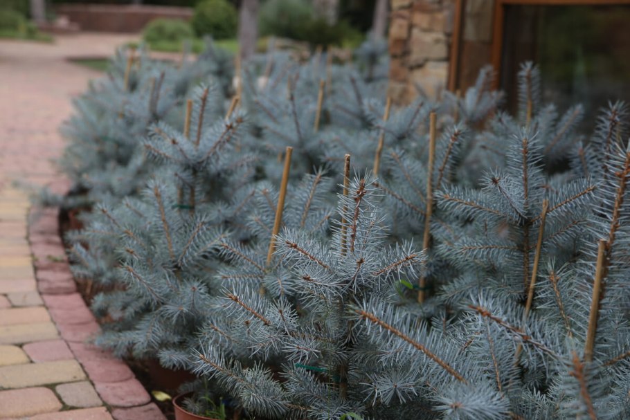 Ель колючая 'Olivia'