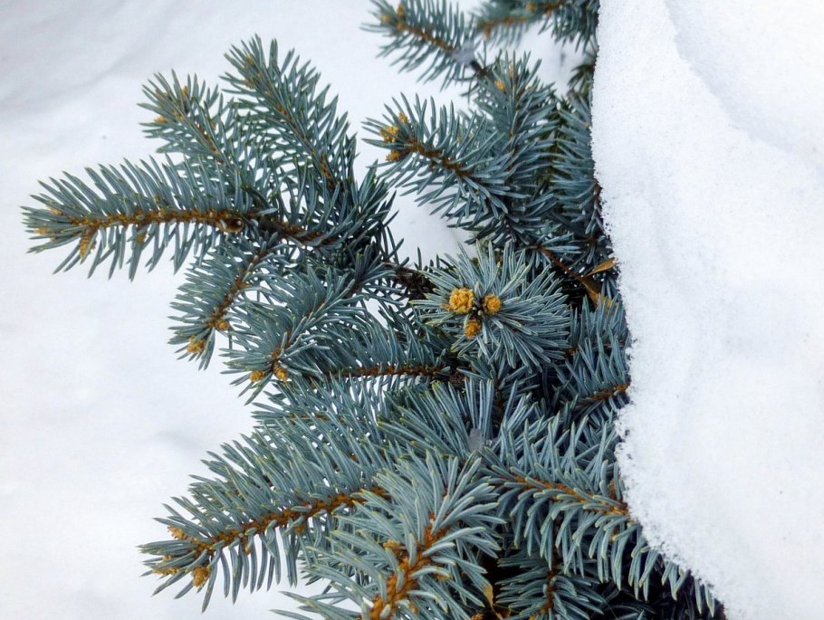 Стрижка голубой ели