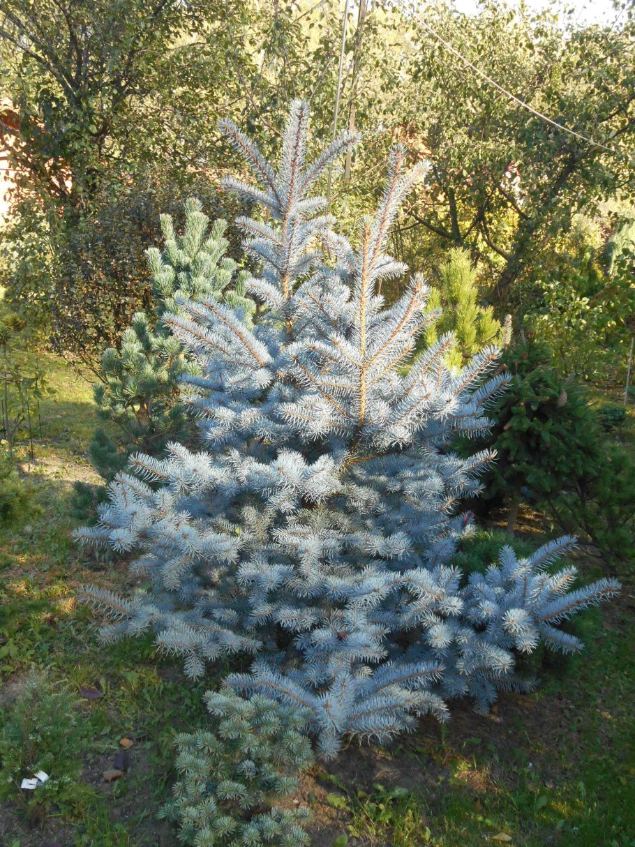 Ель колючая Блю Тринкет