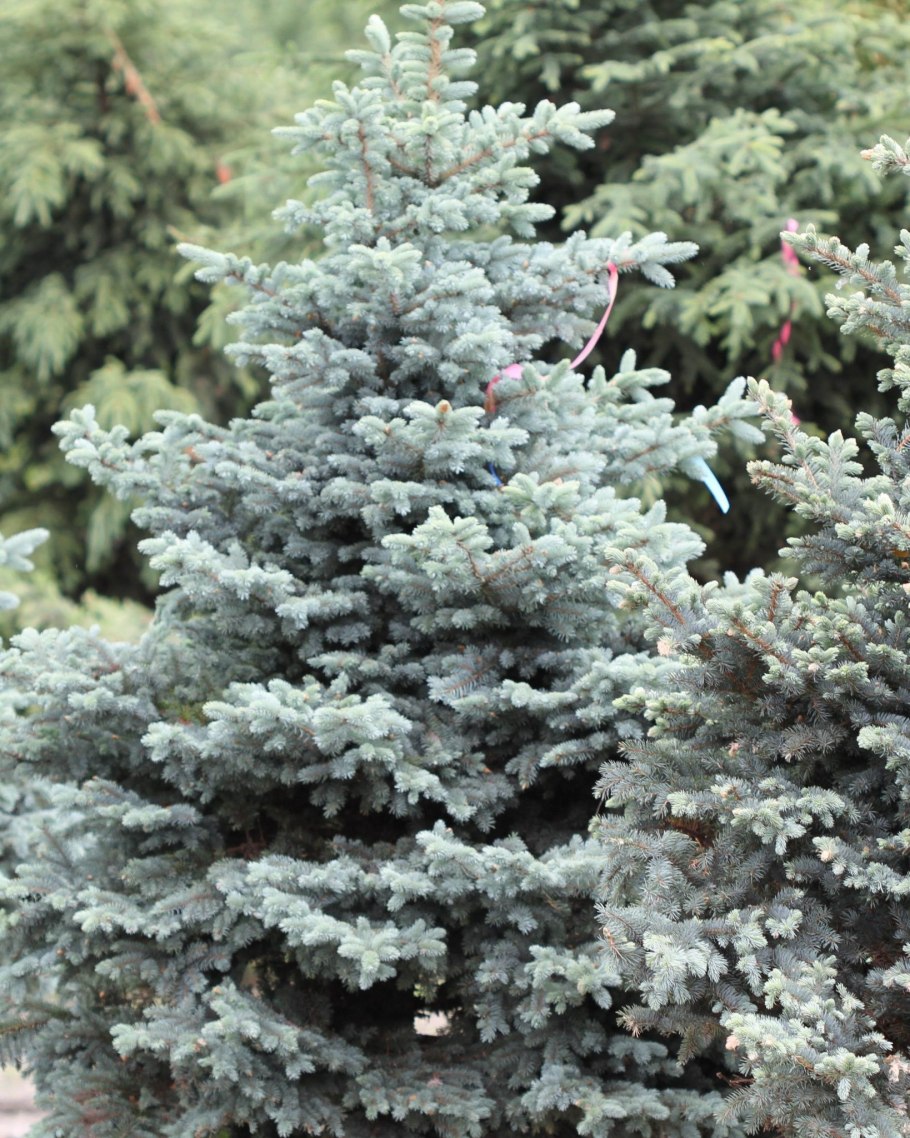 Пицея пунгенс Монтгомери