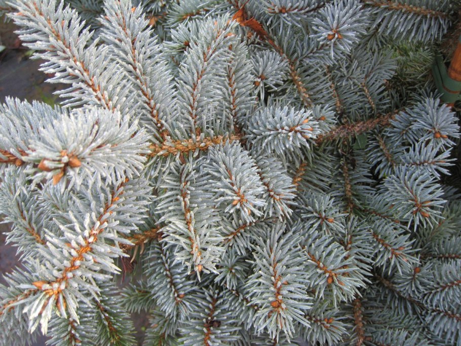 Ель Глаука с хвойниками