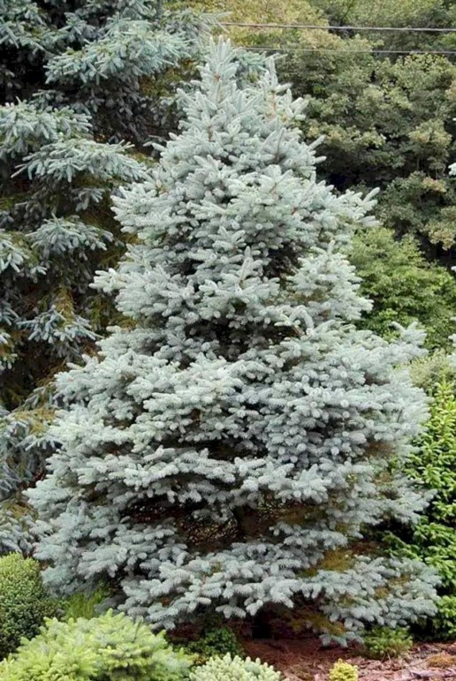 Ель колючая Blue Trinket