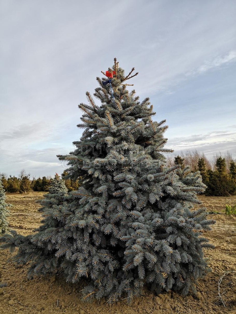 Ель pungens 'glauca globosa'