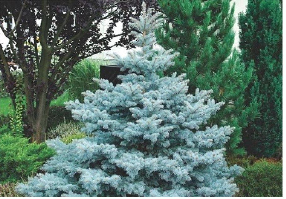 Ель Глаука Аризона Кайбаб