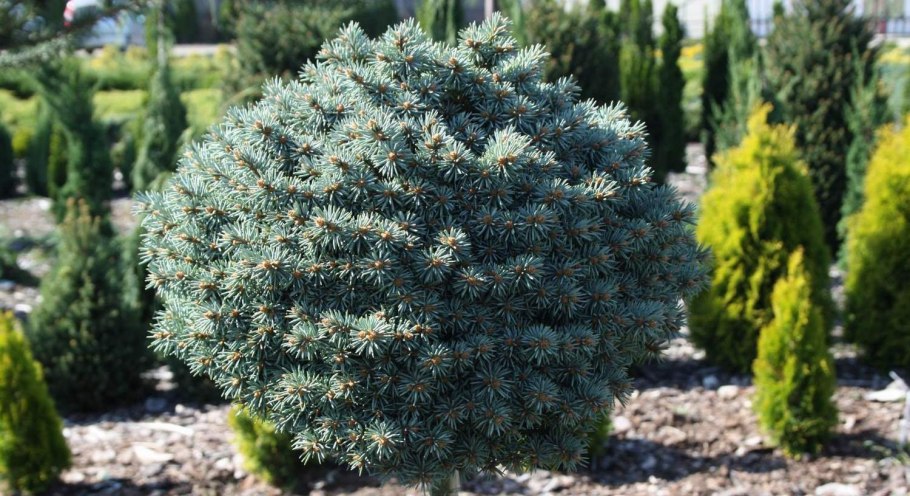 Ель Блю Даймонд