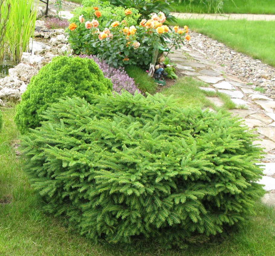 Ель европейская Nidiformis