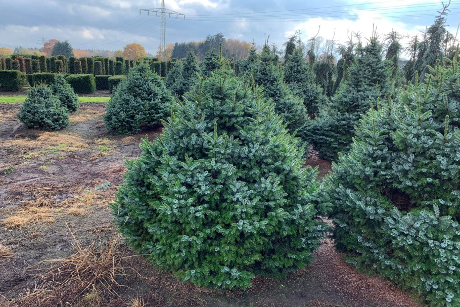 Picea glauca conica Extra