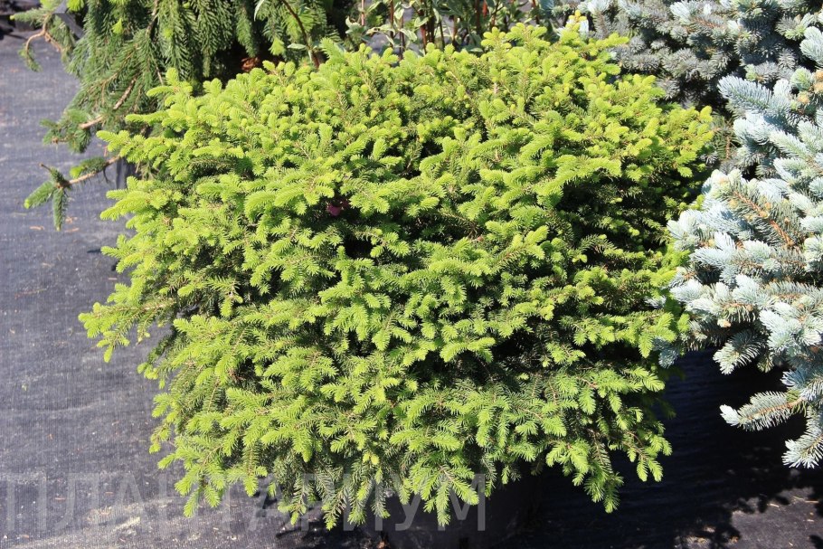 Picea Abies (ель обыкновенная ) 'pygmaea'