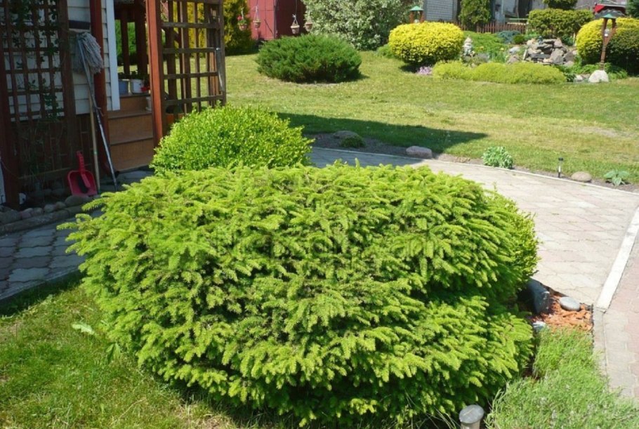 Ель обыкновенная pumila glauca
