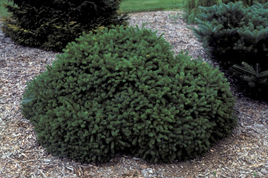 Ель обыкновенная Барри Picea Abies Barryi
