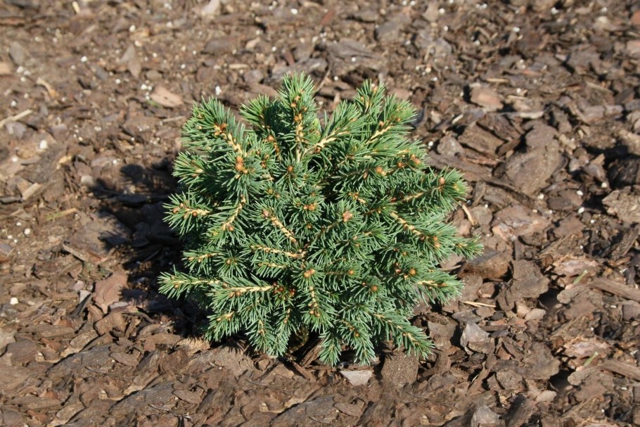 Ель обыкновенная Picea Abies