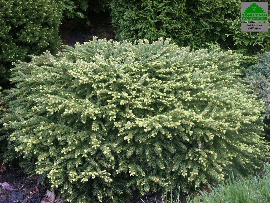 Ель обыкновенная Picea Abies